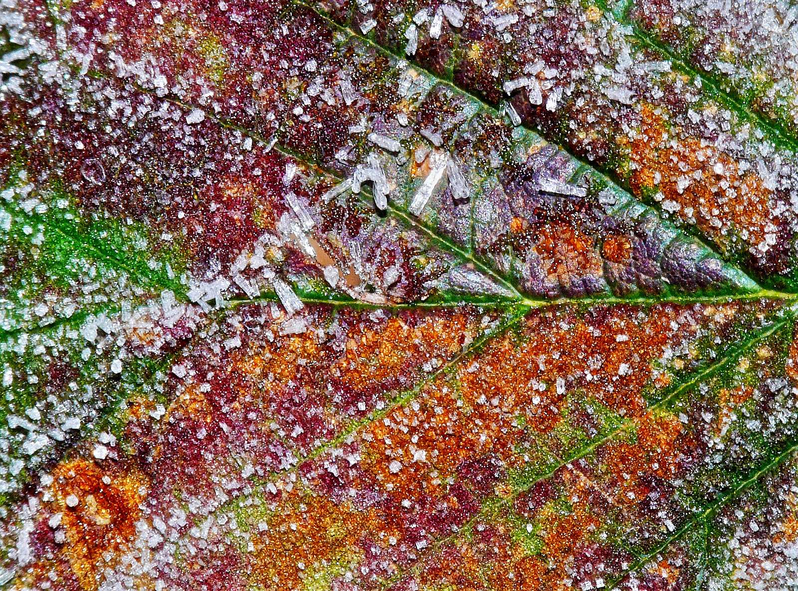 Vereistes Herbstblatt