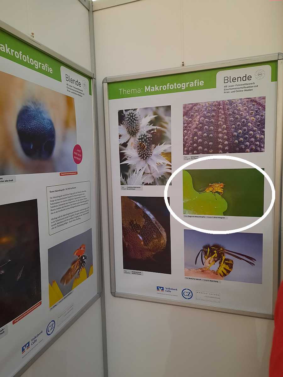 Ausstellung Volksbank Celle