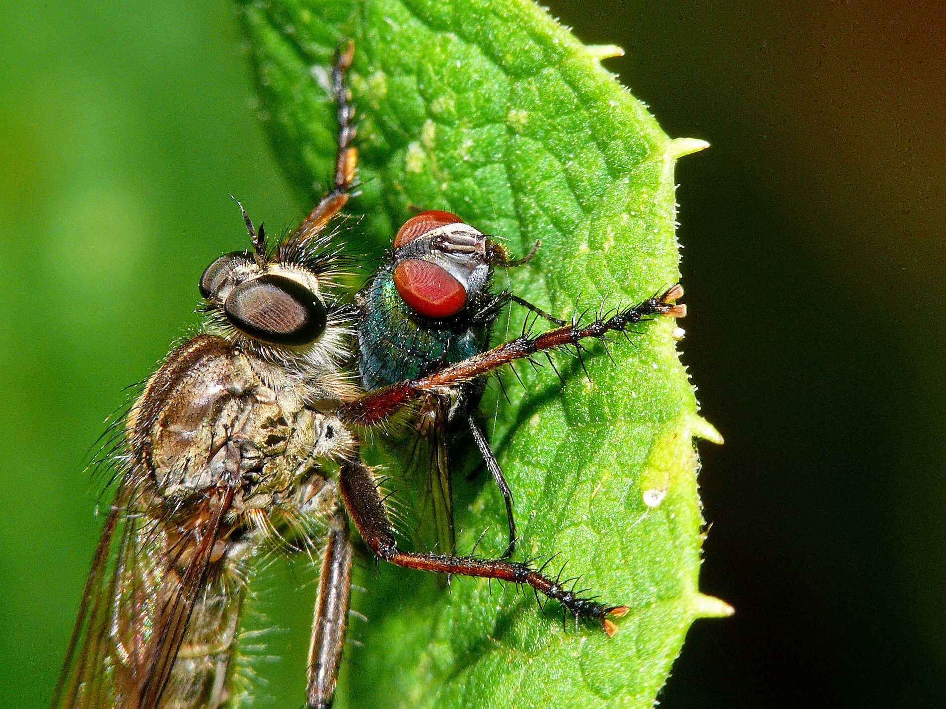 Raubfliege hat Fliege erlegt