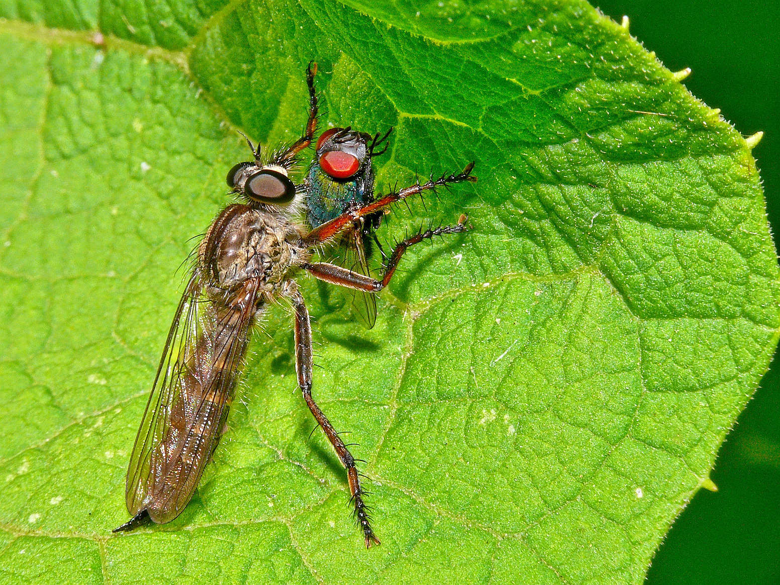 Raubfliege hat Fliege erlegt