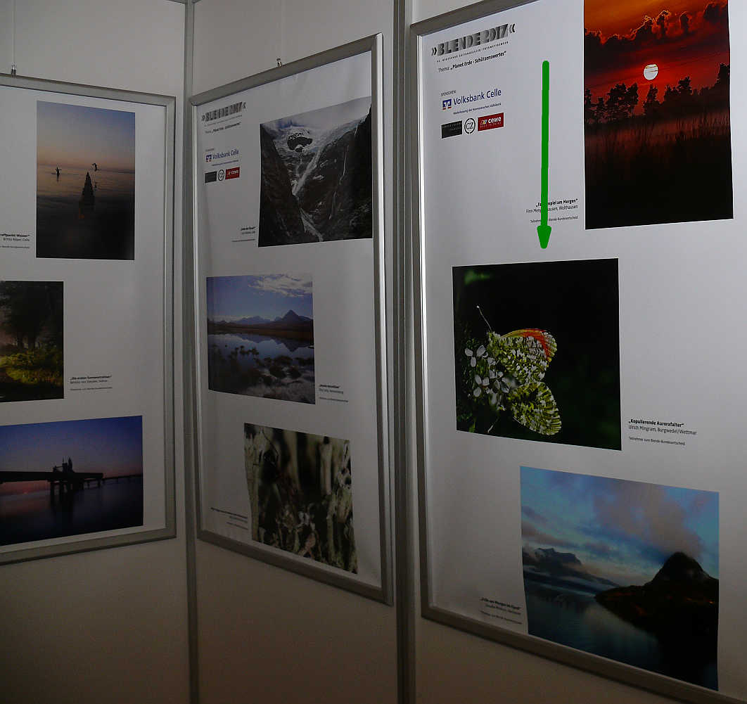 Ausstellung Volksbank Celle