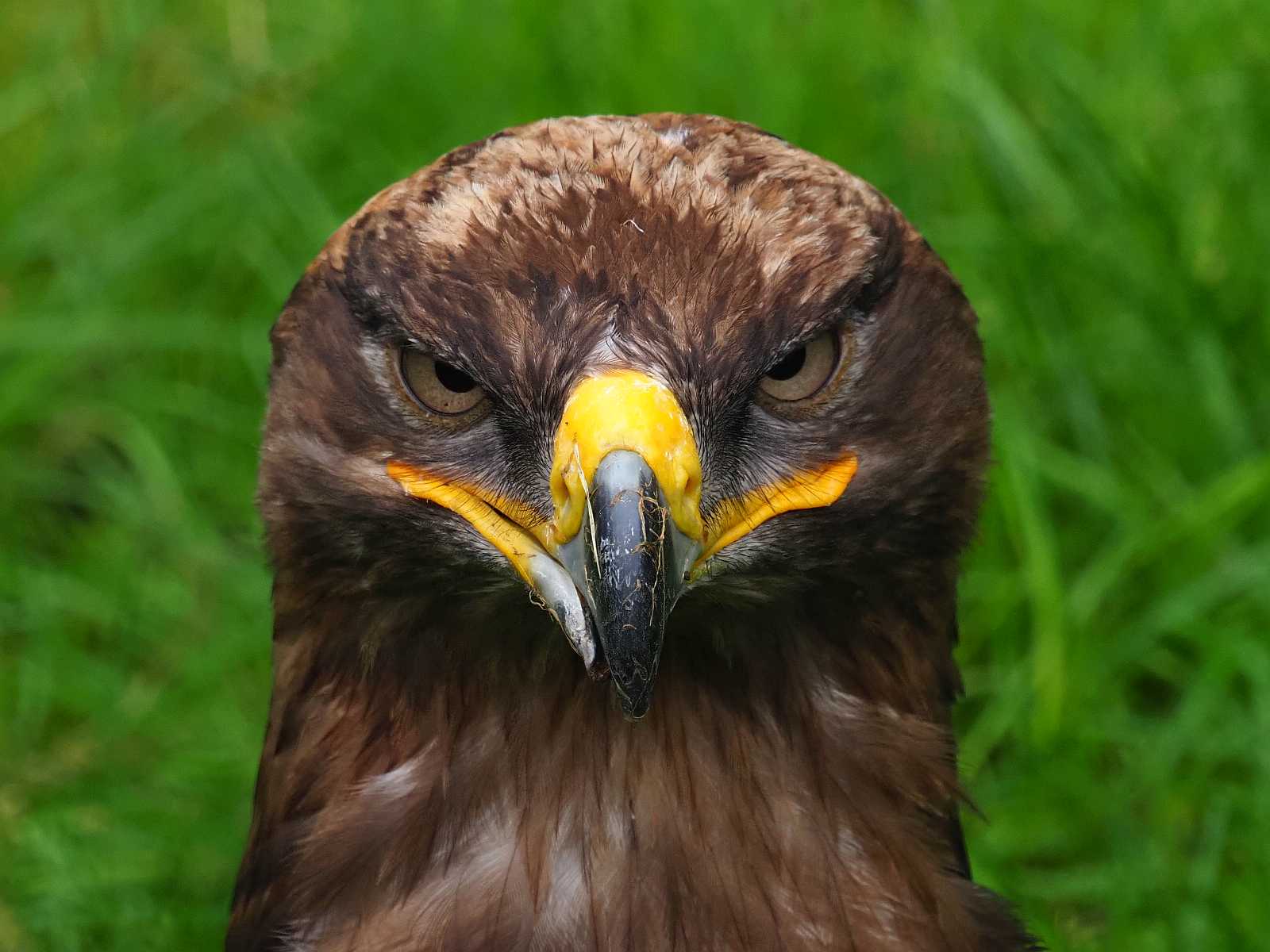 Der Blick des Steinadlers