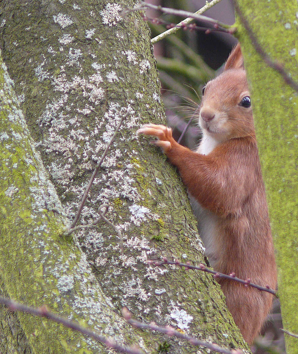 Eichhörnchen