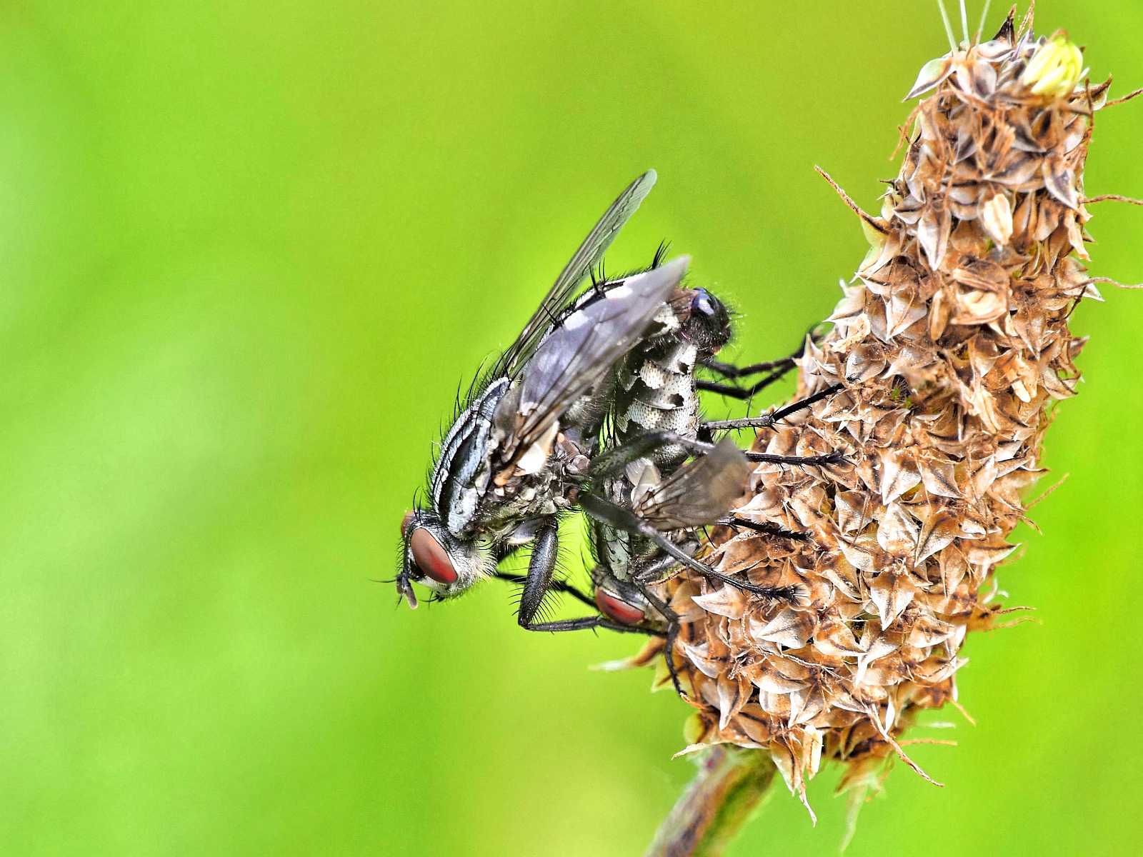Fliegenpaarung