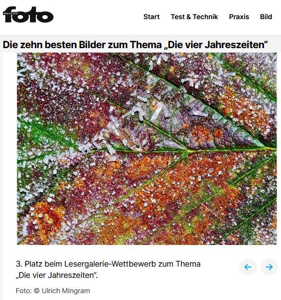 Vereistes Herbstblatt im Internet