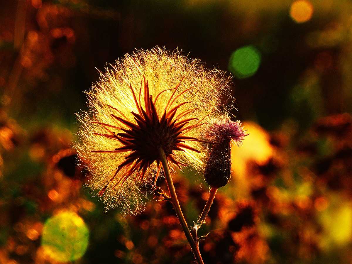 Herbstwiese im Gegenlicht