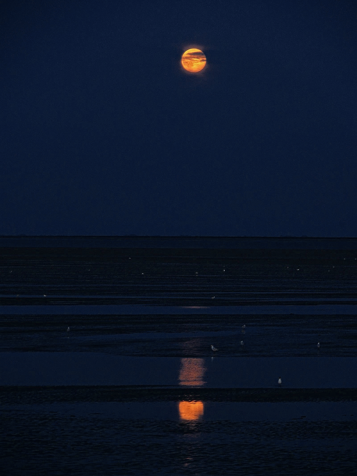 Im Watt bei Vollmond