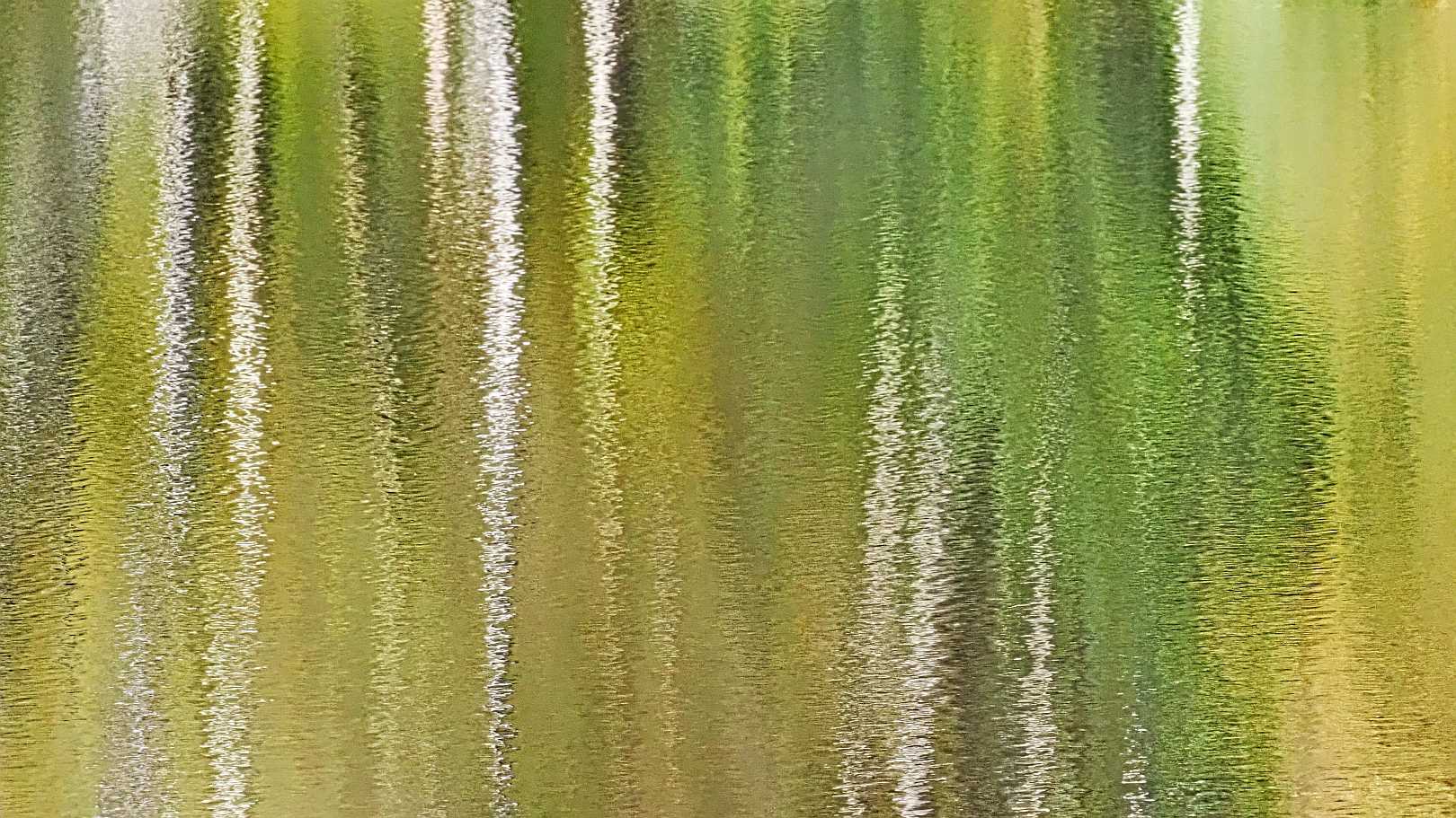 Wald spiegelt sich im Wasser